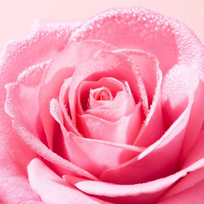 Rose rose avec gouttelettes d'eau, symbole de douceur et d'hydratation naturelle | La Para Du Lac