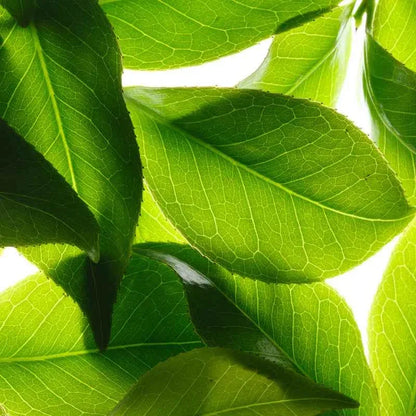 Feuilles vertes lumineuses naturelles | La Para Du Lac